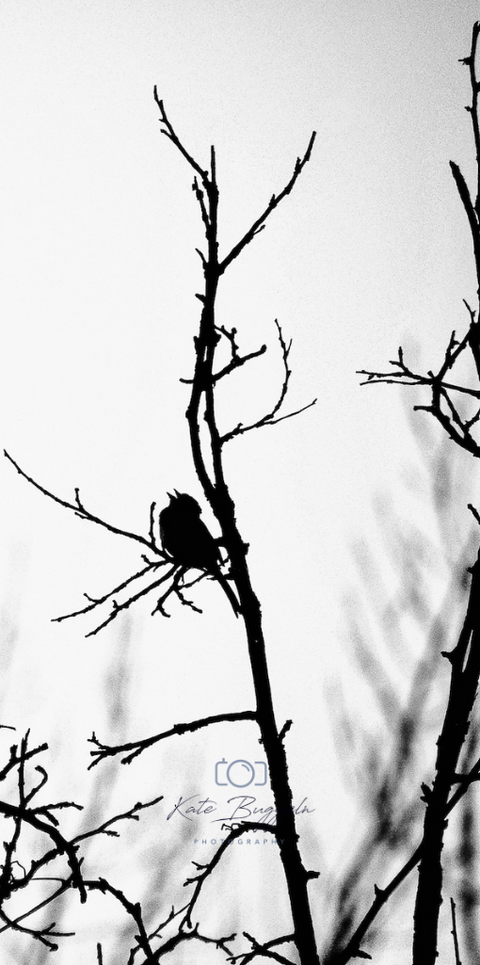 Black-and-white photo of a small bird perched on bare tree branches, captured by Kate Buggeln Photography.
