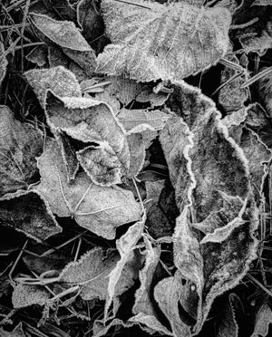 Open image in slideshow, First Frost (Monochrome)
