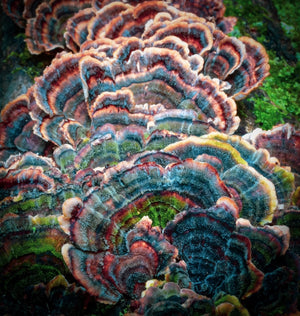 Open image in slideshow, Ostentatious  Turkey Tails
