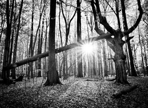 Open image in slideshow, Secrets of the Wild Wood
